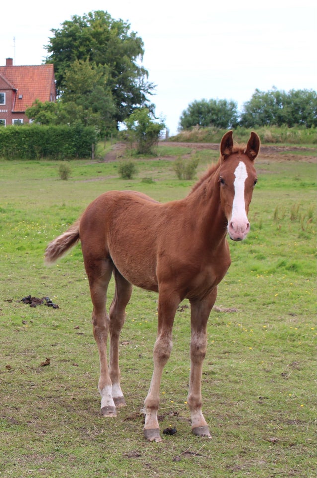 Frederiksborg hoppe 0 år