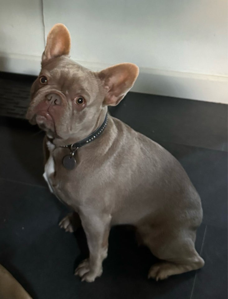 Fransk bulldog, tæve, 2 år