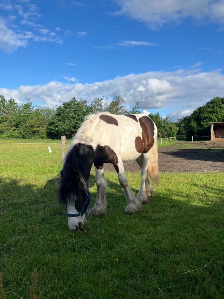 Tinker hingst 1 år