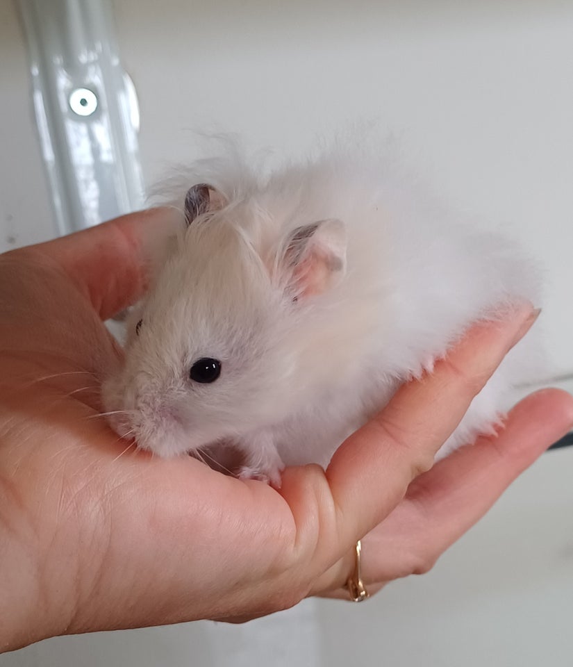 Hamster Guldhamster 0 år