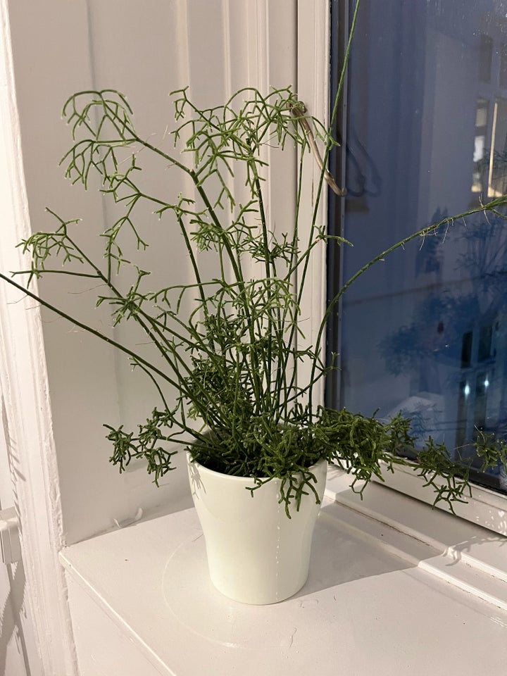 Grøn plante