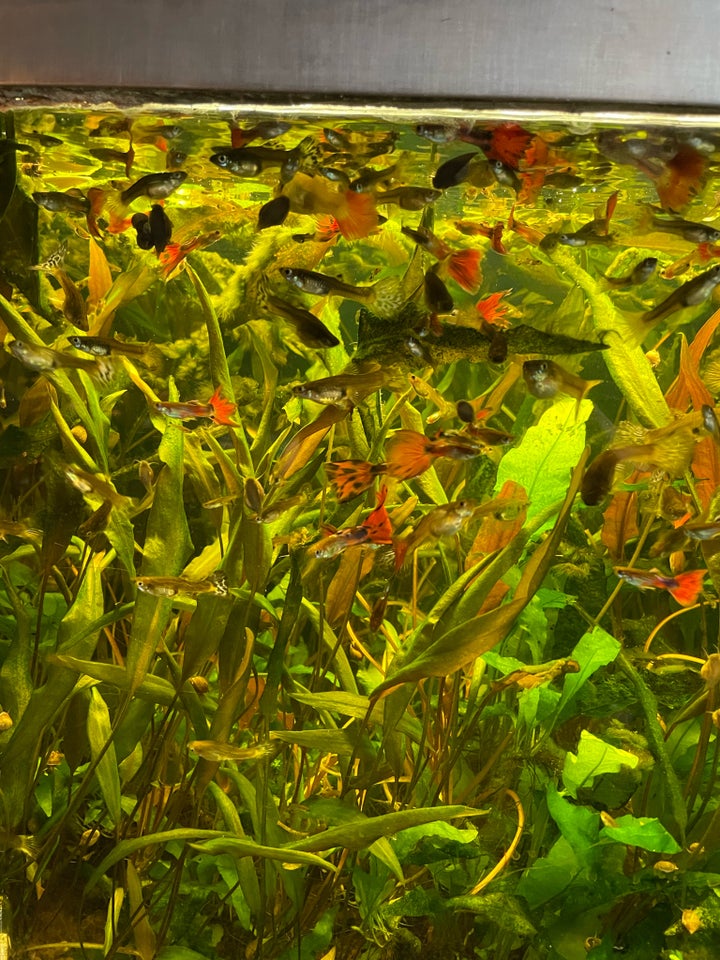 Akvarium, 250 liter