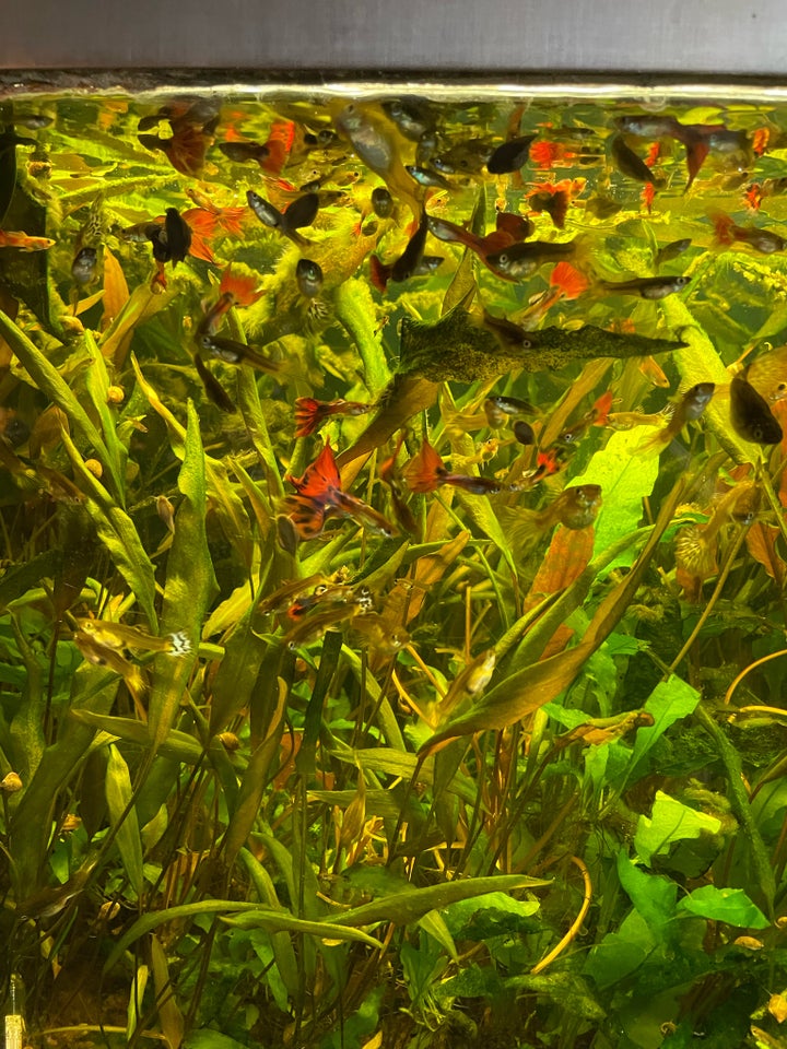 Akvarium, 250 liter