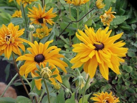 Stauder Håret solhat - Rudbekia