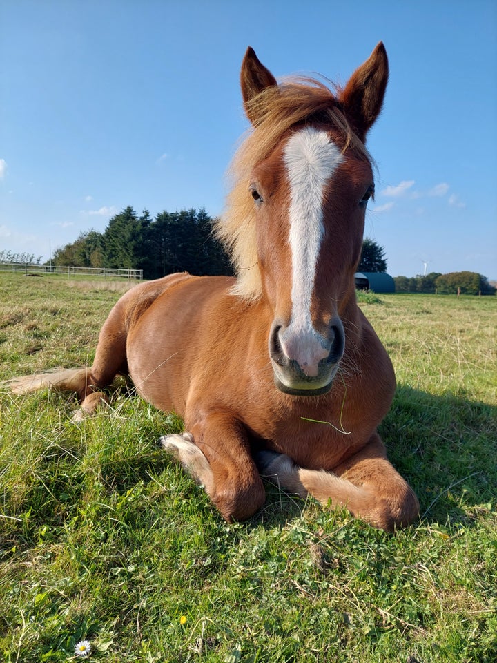 Islænder, hoppe, 4 år