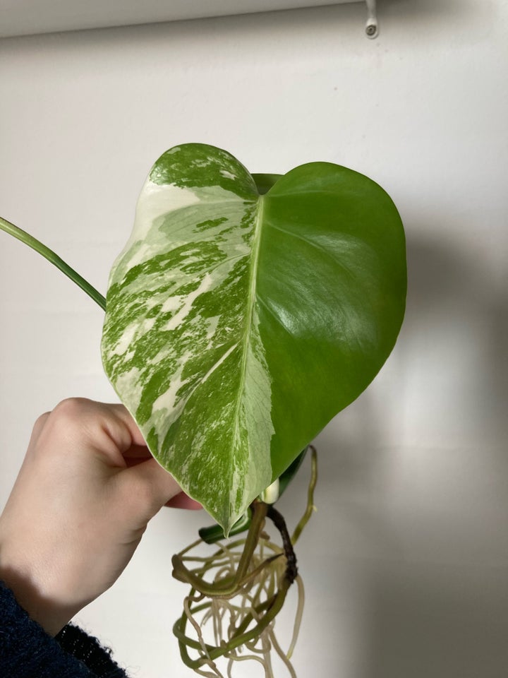 Monstera albo variegata, Monstera