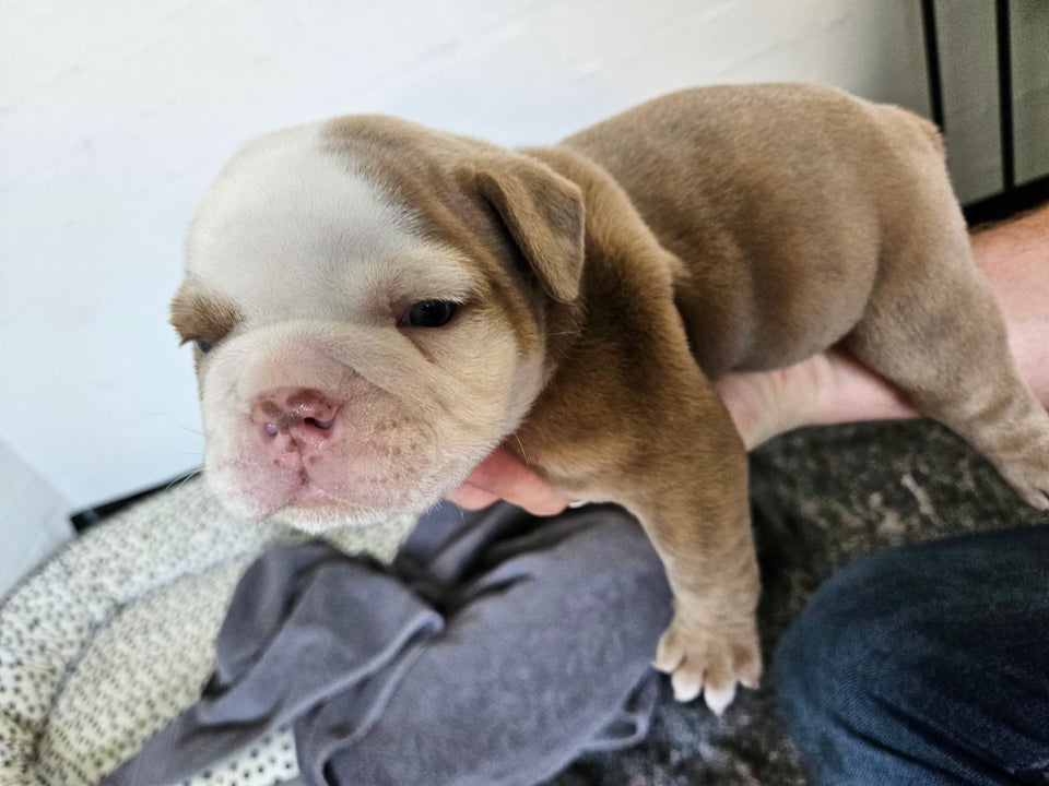 Old english bulldog hanhund