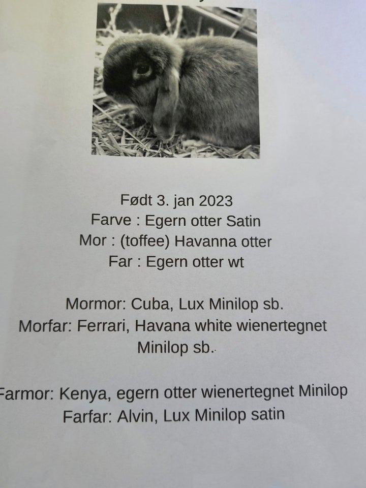 Kanin, Minilop hun, 1 år