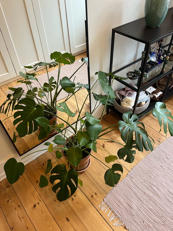 Monstera