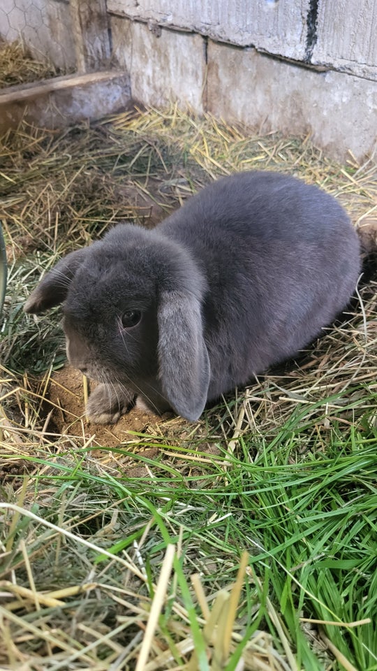 Kanin Minilop 1 år