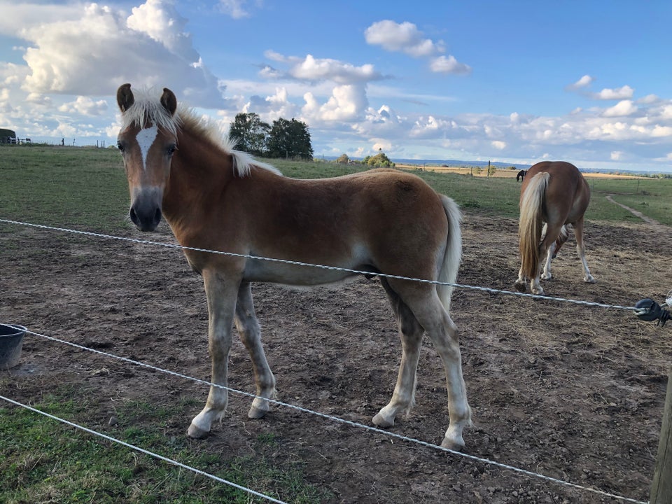 Haflinger, hingst, 0 år