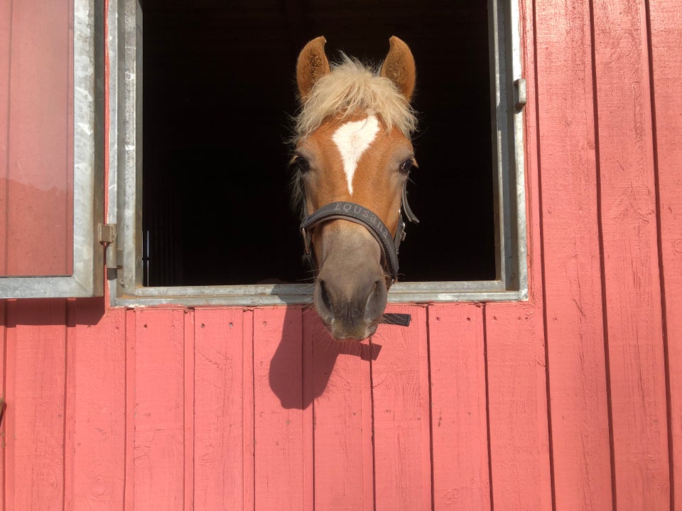 Haflinger, hingst, 0 år