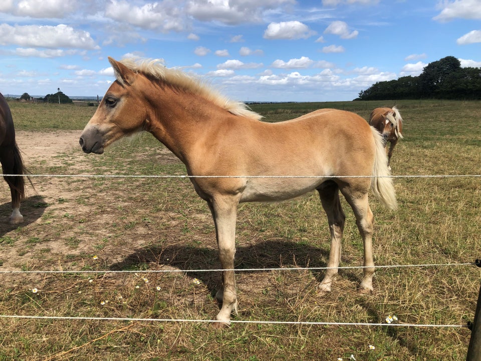 Haflinger, hingst, 0 år