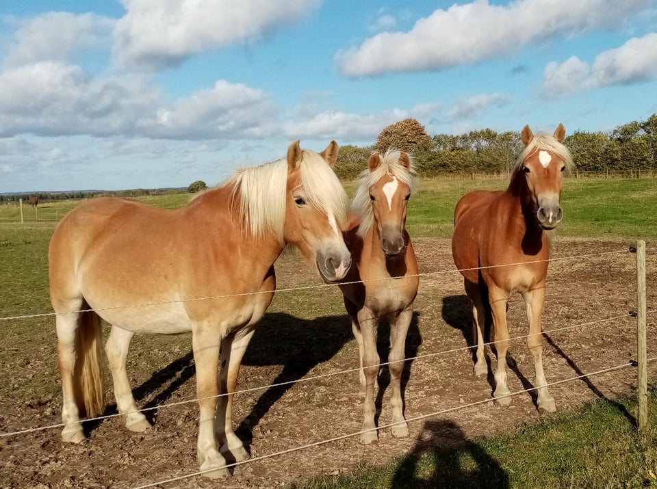 Haflinger, hingst, 0 år