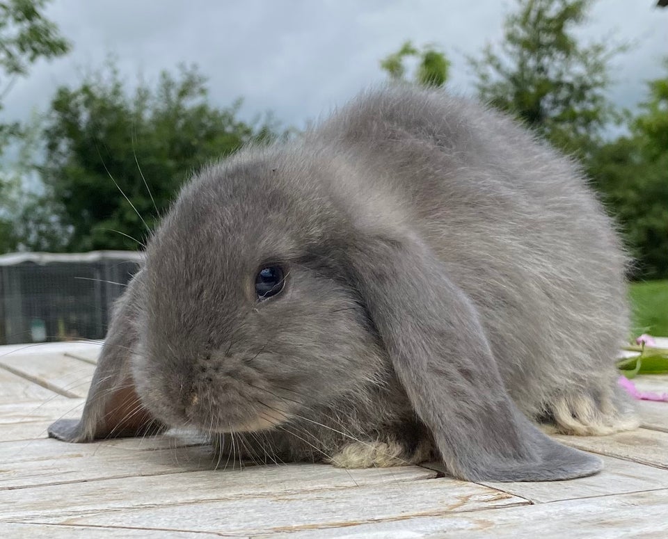 Kanin FRANSK VÆDDER HUN VILDTBLÅ