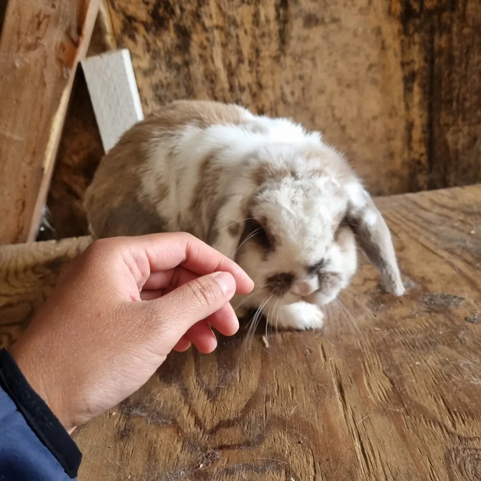 Kanin Minilop 2 år