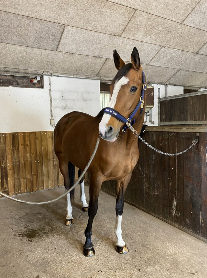 Dansk Varmblod, hoppe, 13 år