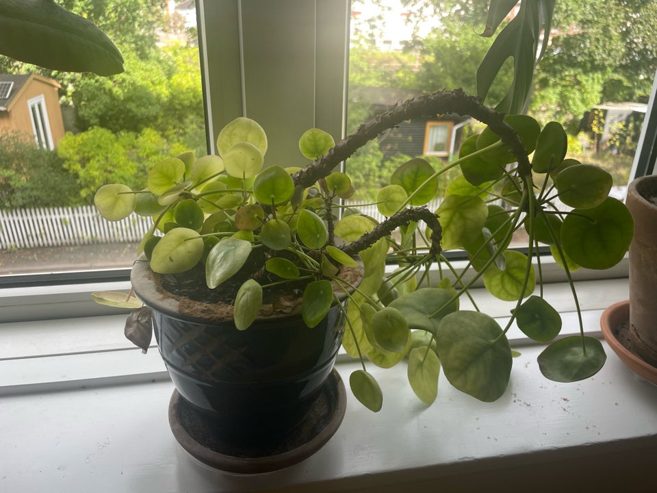 Kinesisk pengetræ (Pilea)