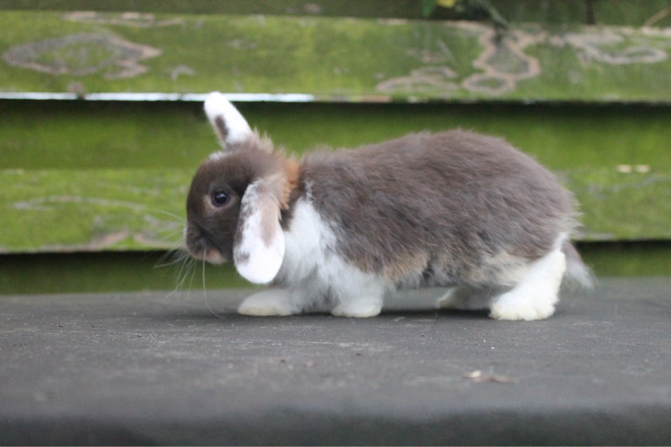 Kanin, Mini lop , 0 år