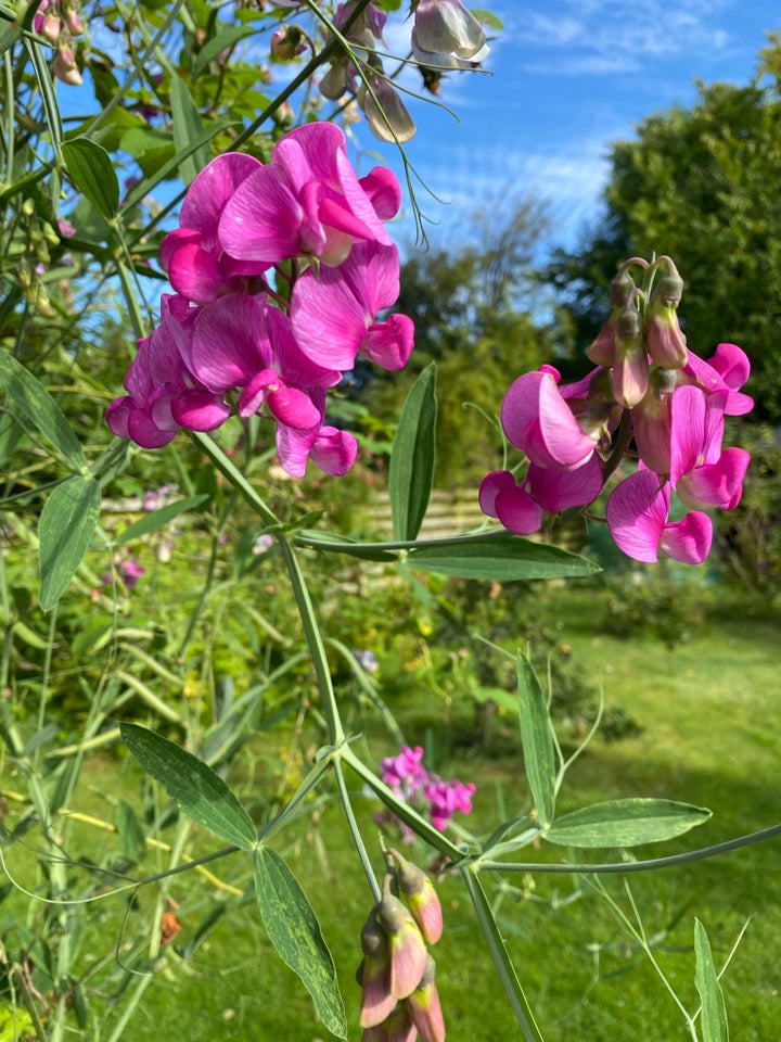 Blomsterfrø  Flerårig lathyrus