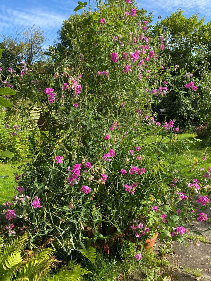 Blomsterfrø  Flerårig lathyrus