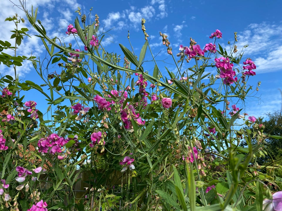 Blomsterfrø  Flerårig lathyrus