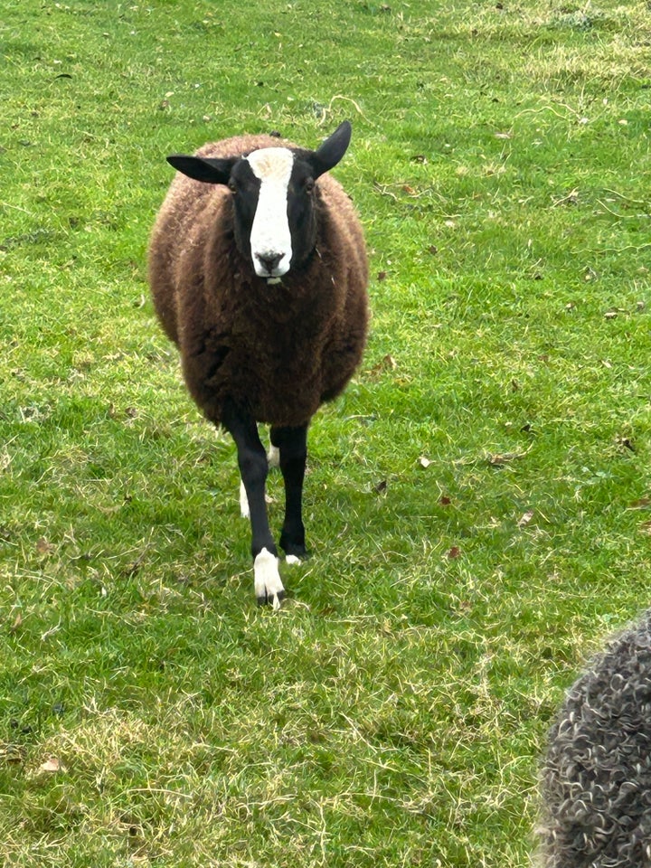 Lam, Zwartbles, 3 stk.