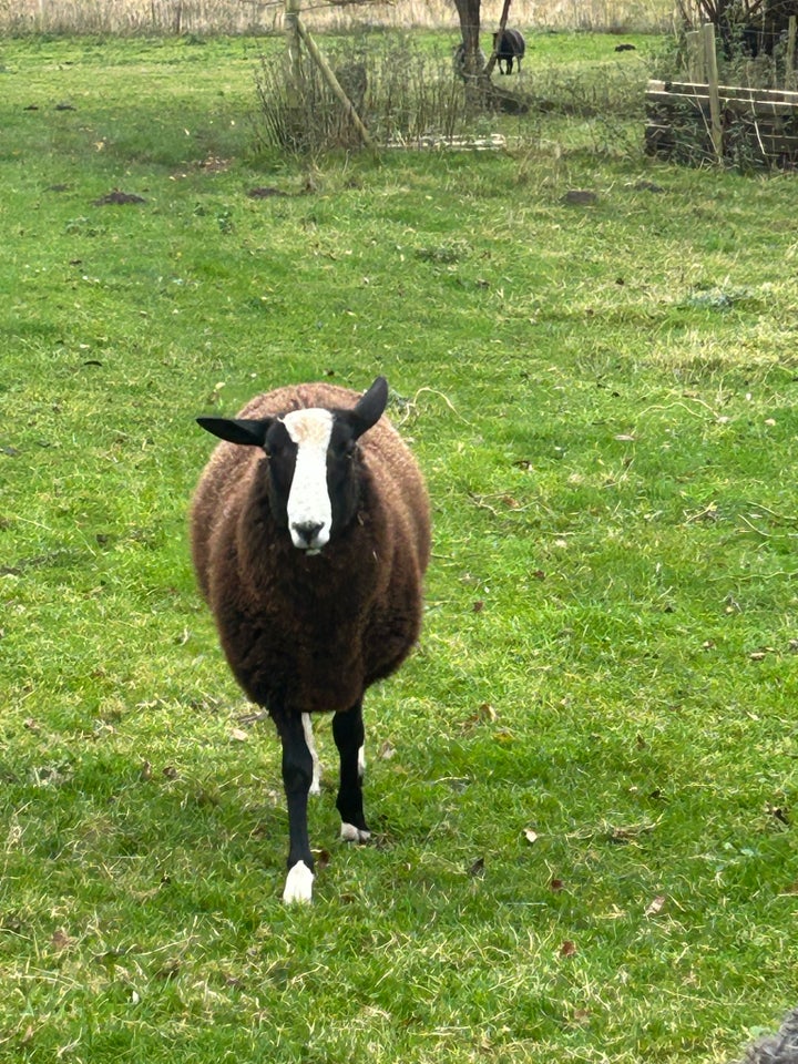 Lam, Zwartbles, 3 stk.