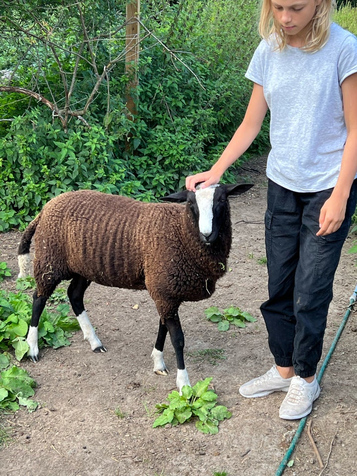 Lam, Zwartbles, 3 stk.