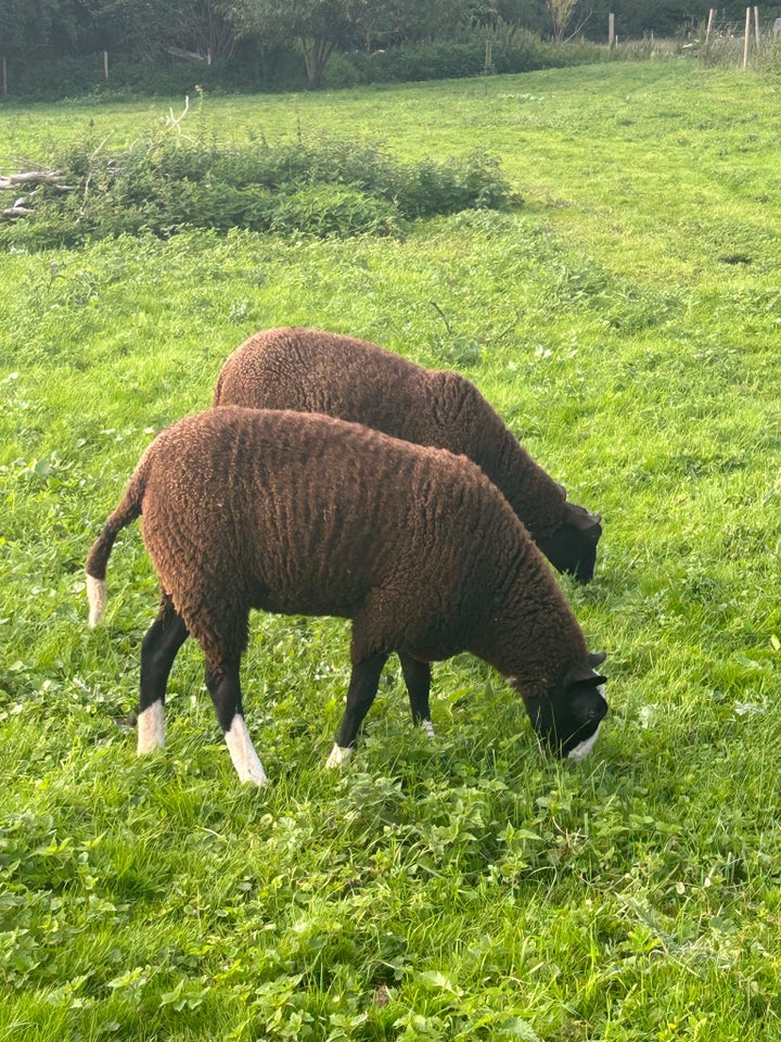 Lam, Zwartbles, 3 stk.