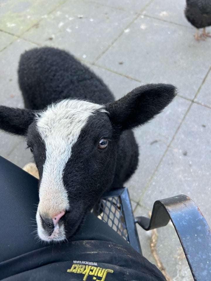 Lam, Zwartbles, 3 stk.