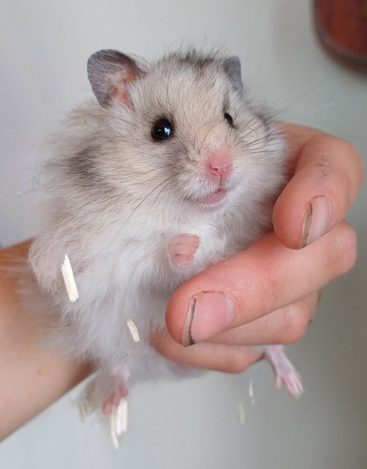 Hamster Guldhamster 0 år