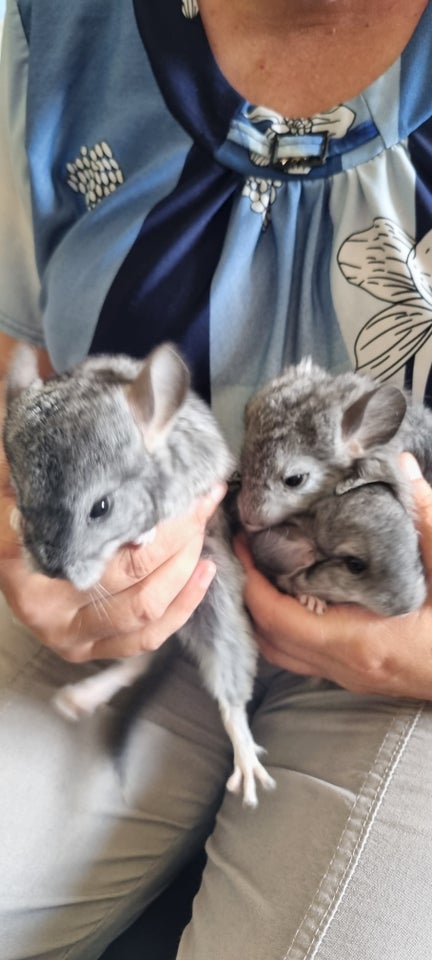 Chinchilla 0 år