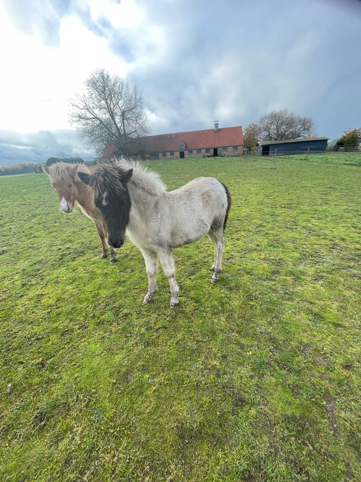 Islænder, hoppe, 0 år