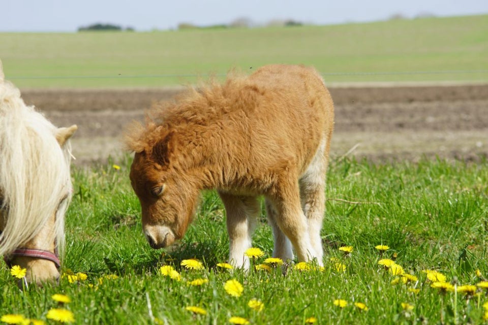 Shetlandspony hoppe 0 år