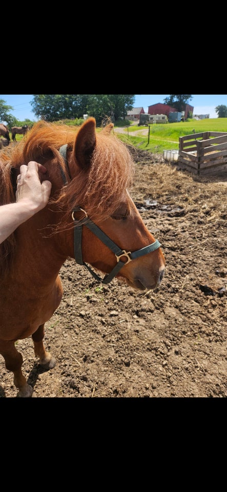 Blanding hoppe 4 år