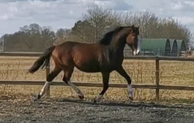 Pinto, hingst, 5 år