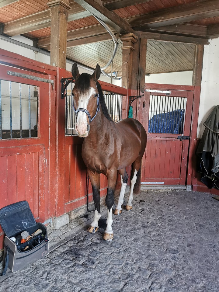 Pinto, hingst, 5 år