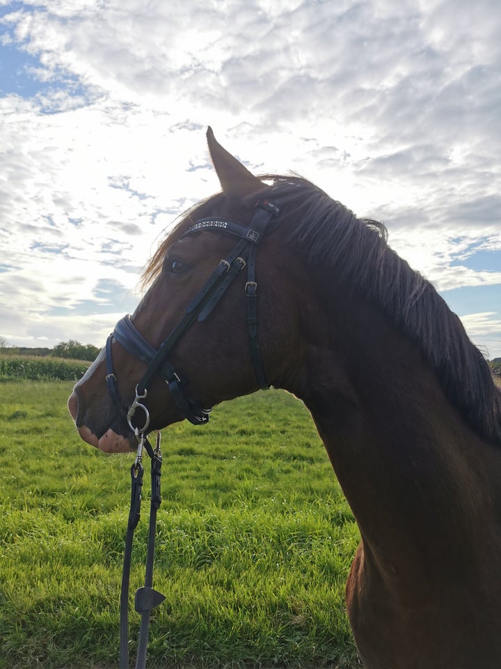 Pinto, hingst, 5 år