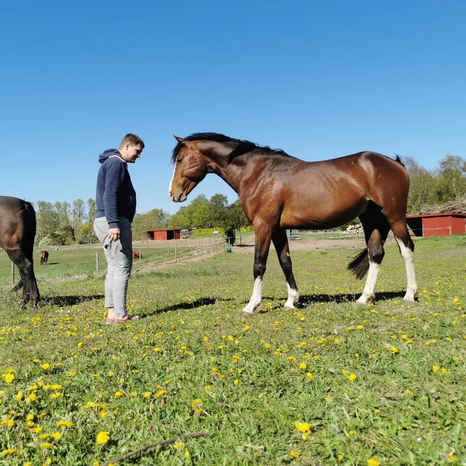 Pinto, hingst, 5 år