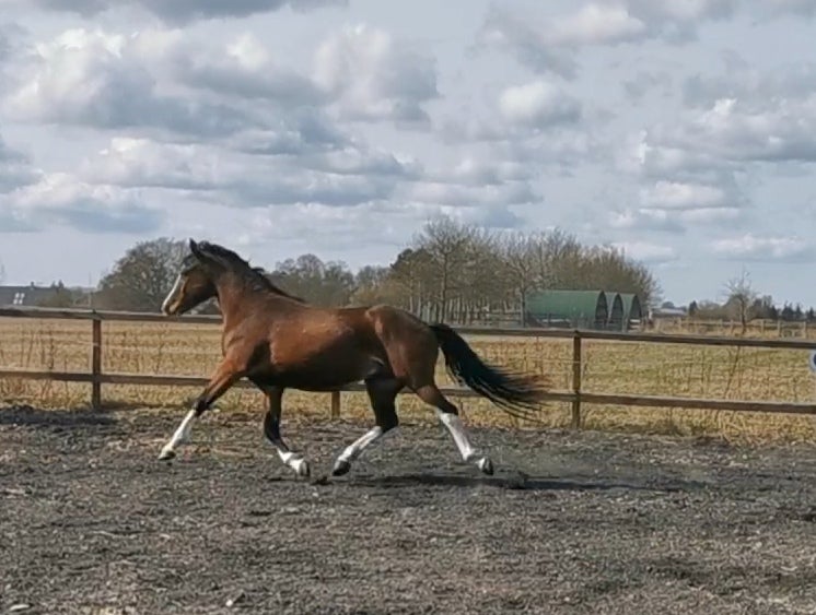 Pinto, hingst, 5 år