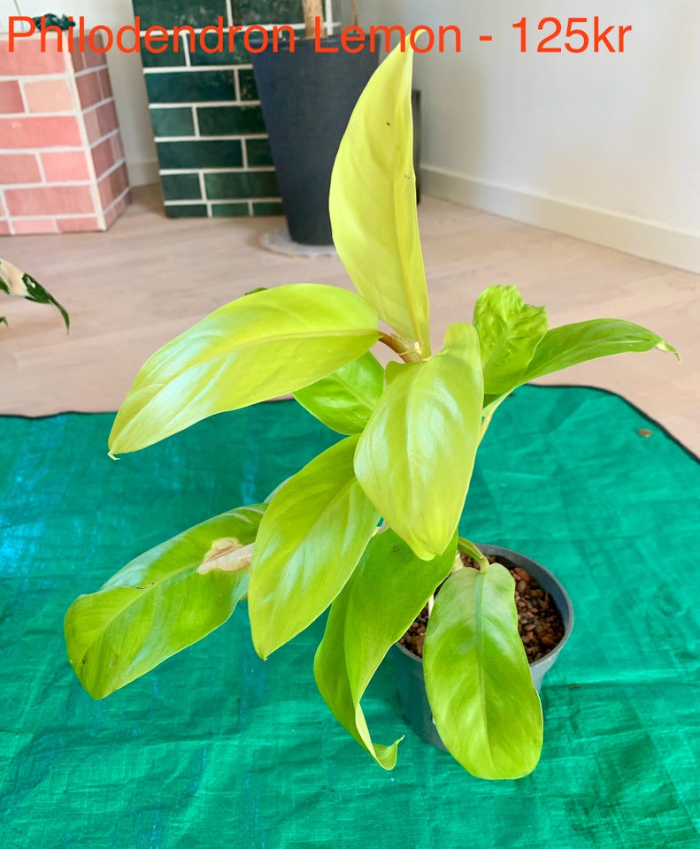 Philodendron Lime, Filodendron