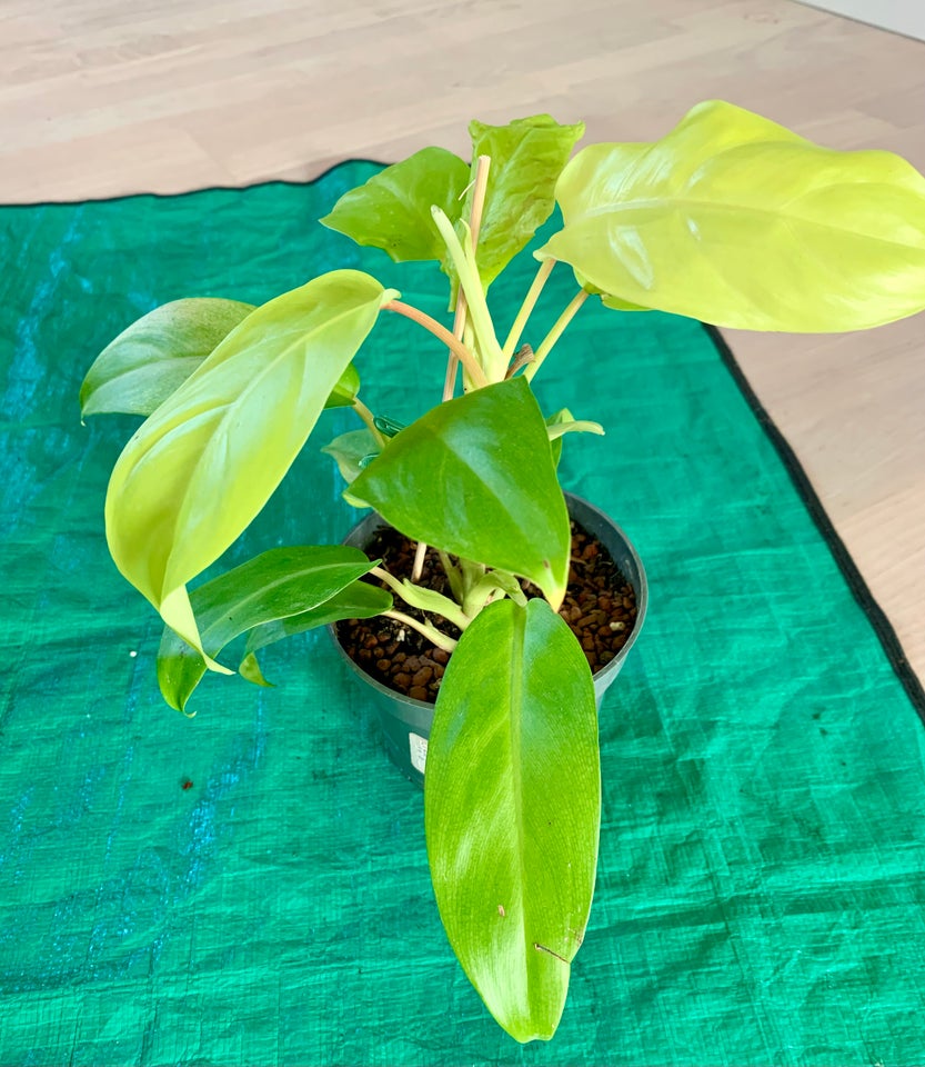 Philodendron Lime, Filodendron