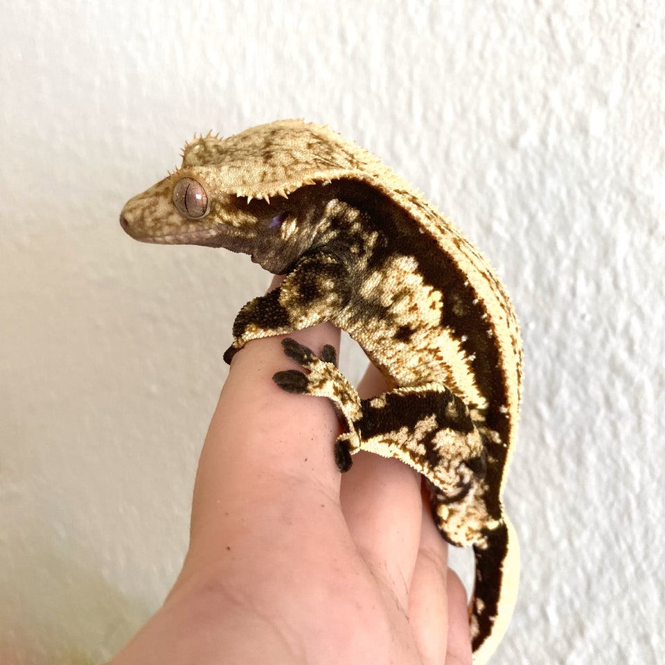 Gekko, Kronegekko