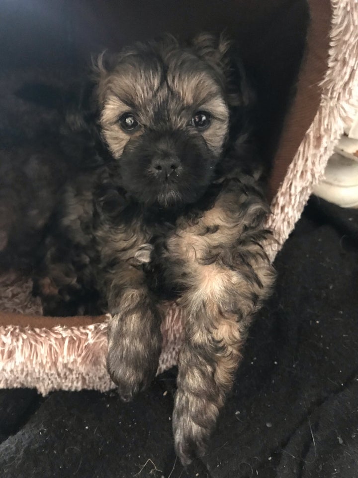 Bomuldshund/powderpuff/shih tzu