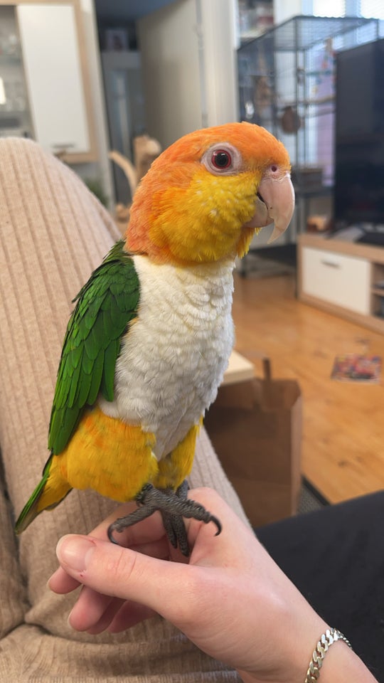 Papegøje, Caique, 4 år