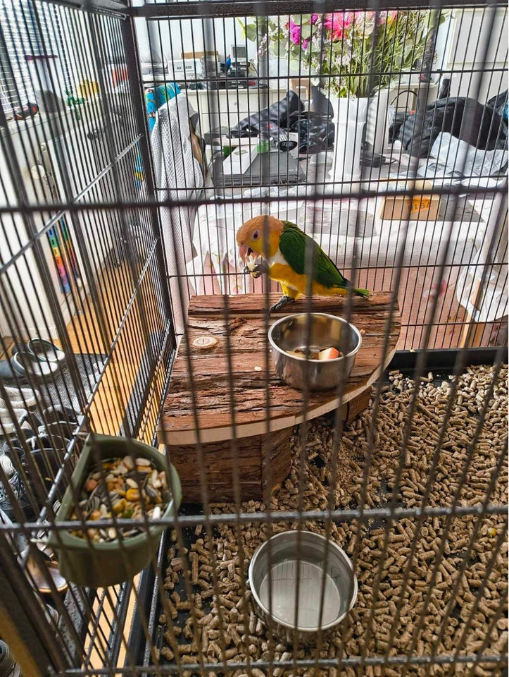 Papegøje, Caique, 4 år