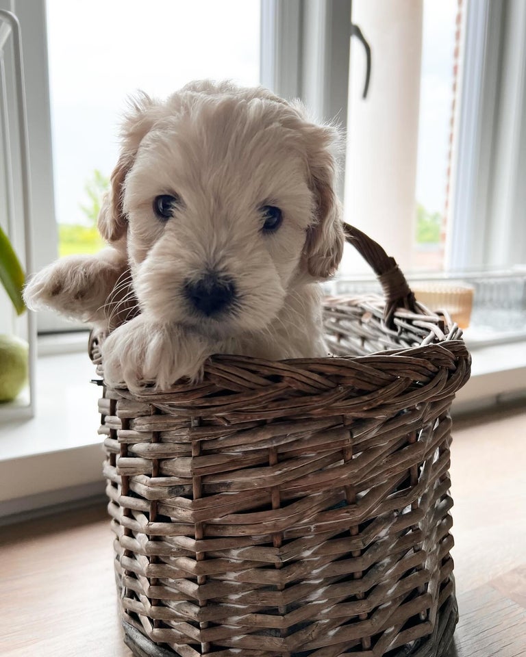 Maltipoo hvalp