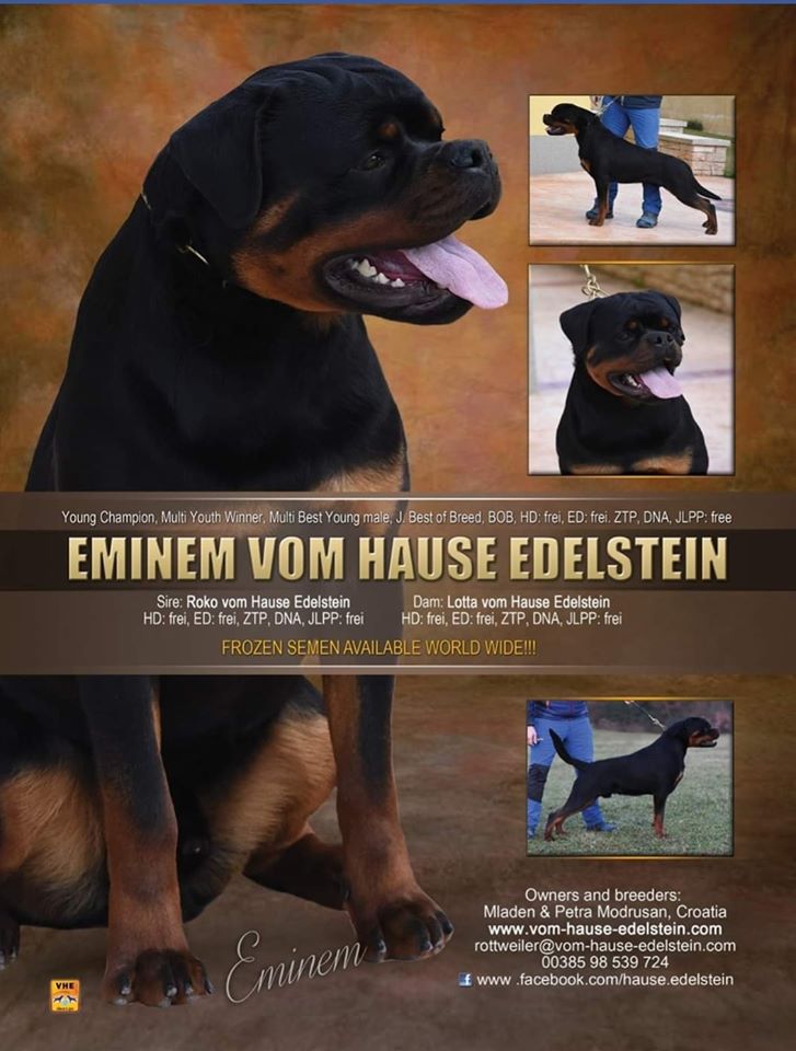 TOP ROTTWEILER HVALPE