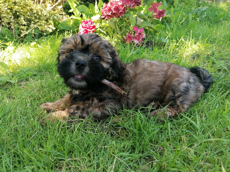 Malteser / Shih Tzu hvalpe 9 uger